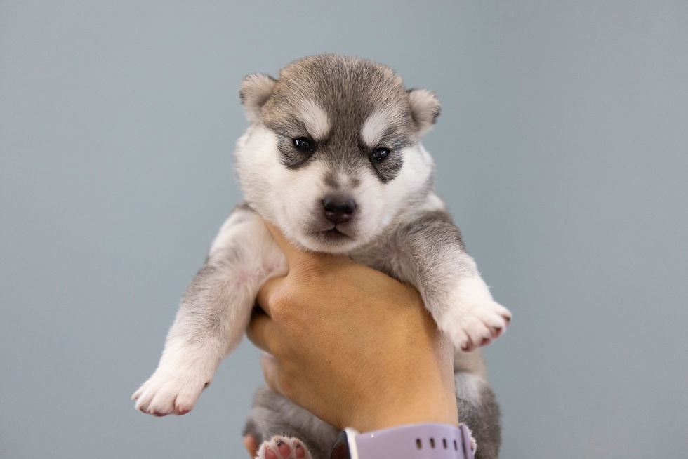 2 weeks old