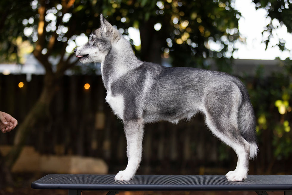 4 months - 17 weeks old