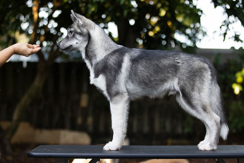 4 month old - 17 week old