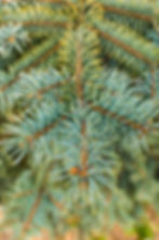 vertical-soft-focus-fir-needles-branch.jpg