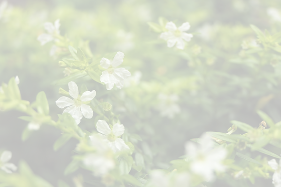 Cuphea hyssopifolia, the false heather, Mexican heather, Hawaiian heather or elfin herb, i
