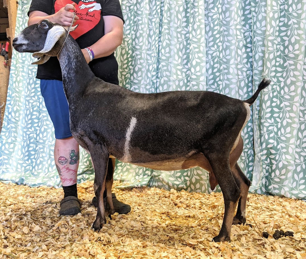 Reference- SGCH Blissberry BB Juicyfruit