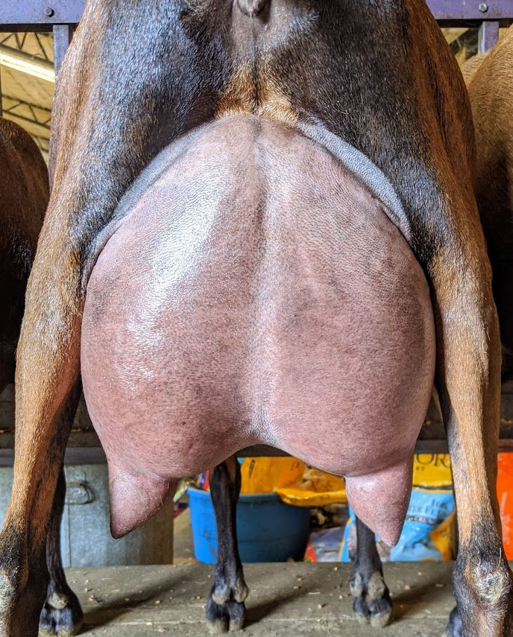 Thumbnail: CH (pend) Deidrägo SK Sun-Sweet Berry