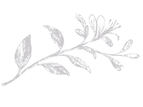 honeysuckle_edited_edited.png
