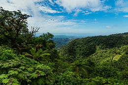 Proyectos REDD+ buscan proteger la biodiversidad de Colombia