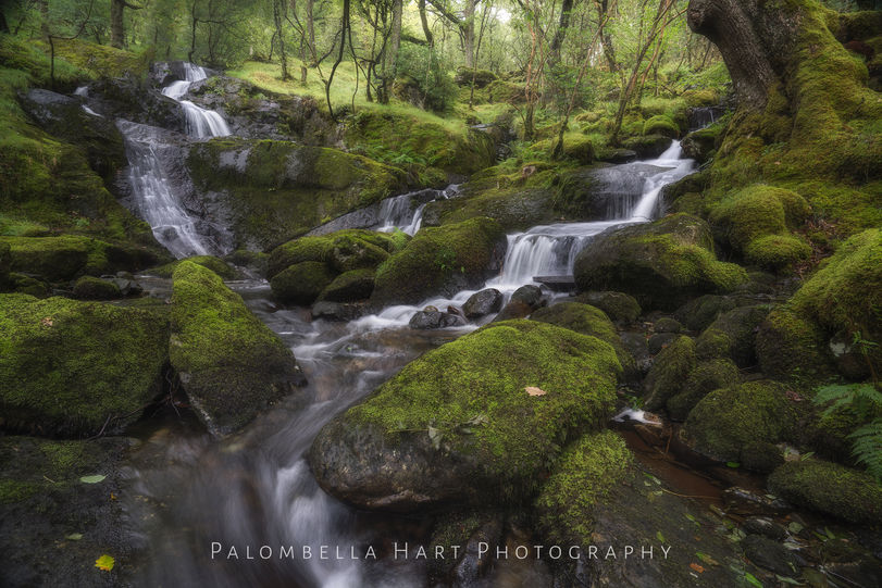 Three Woodland Streams tumbling down a wooded hillside in Snowdonia
