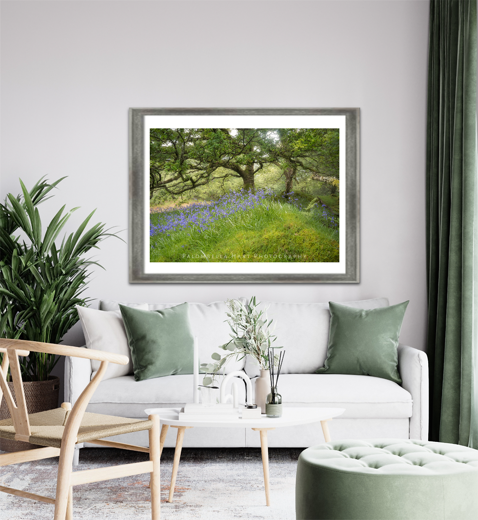 Miniaturbild: Woodland Bluebells Photograph
