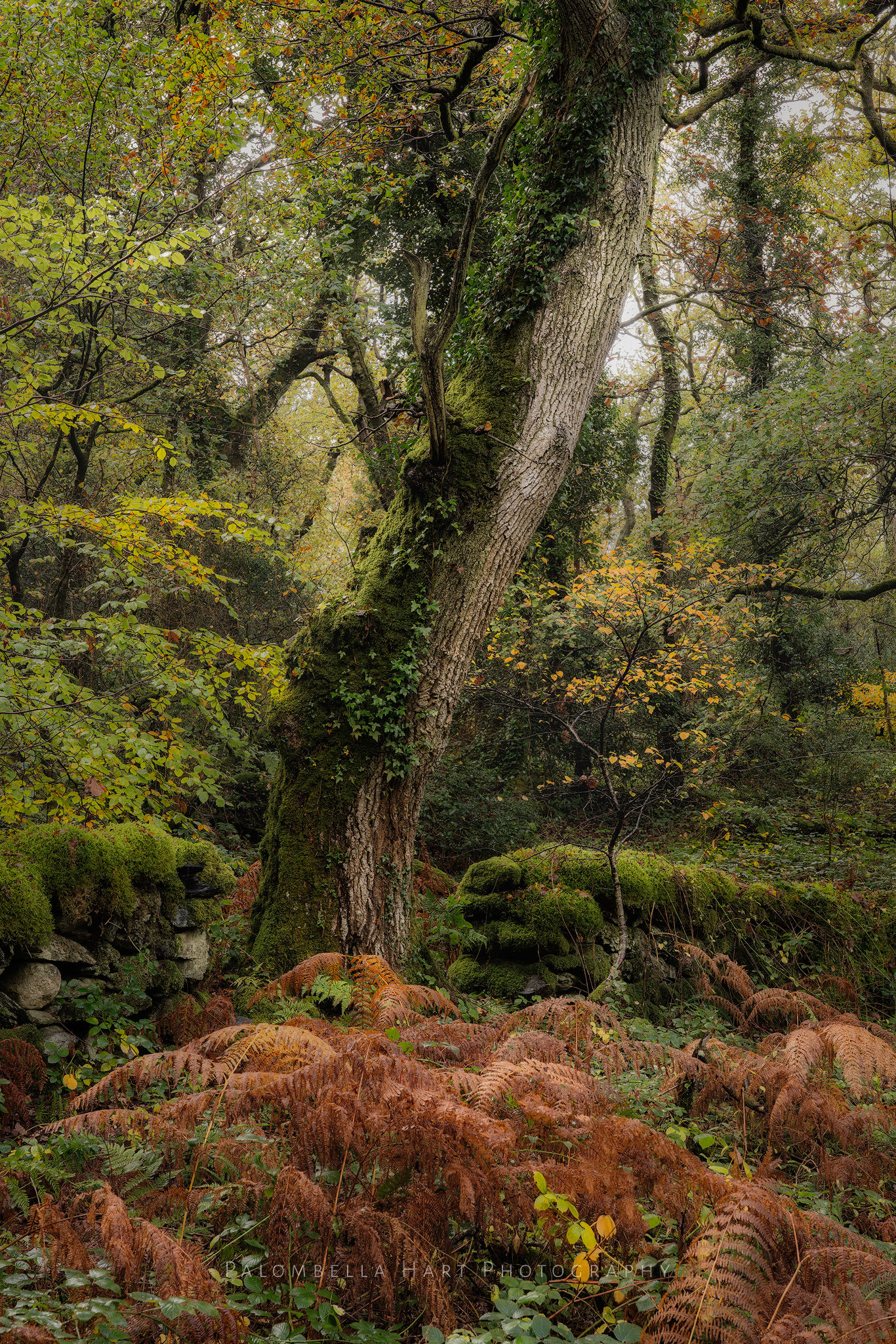 Autumn Forest Colours
