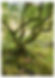 Enchanted Old Oak Tree