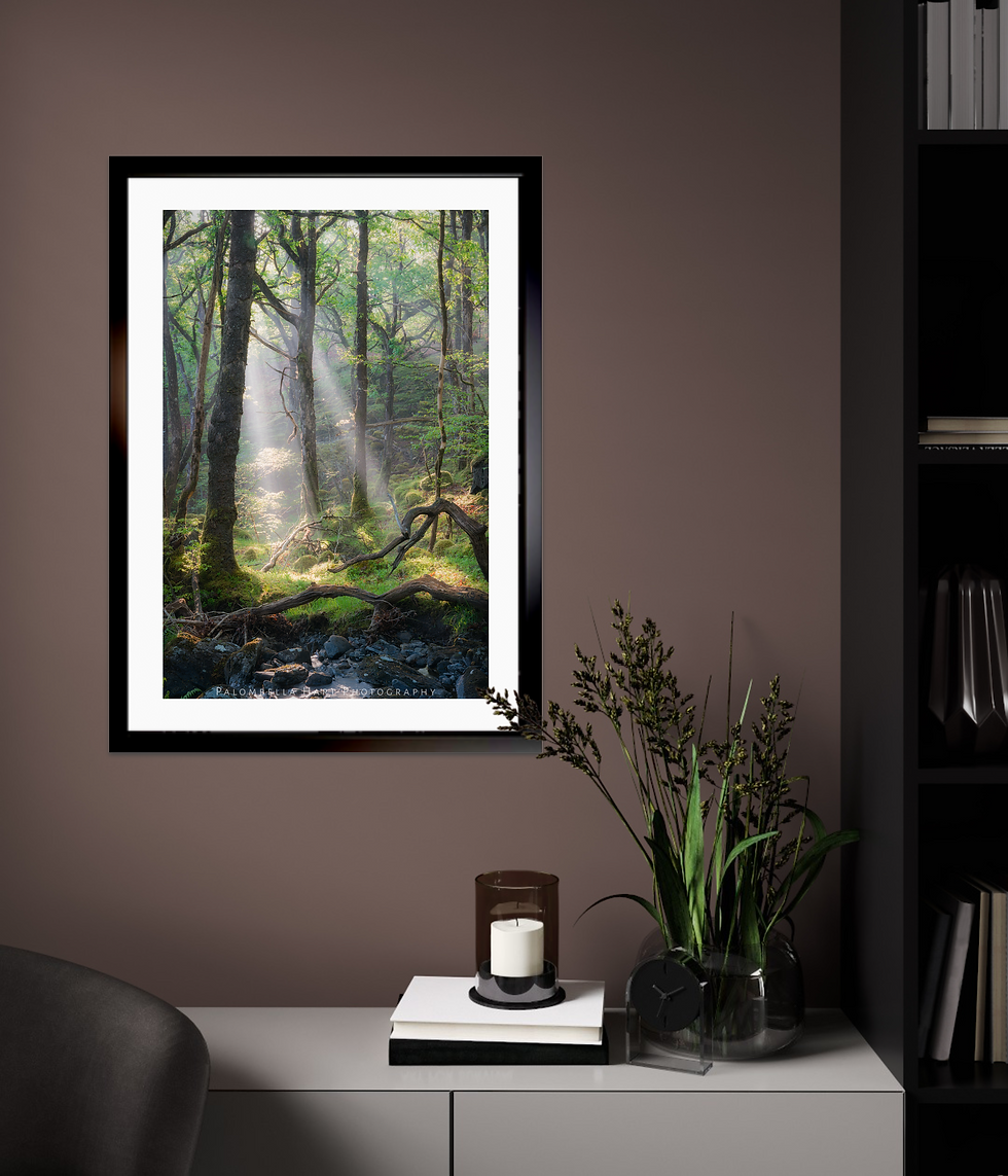 Miniatura: Magical Woodland Photograph