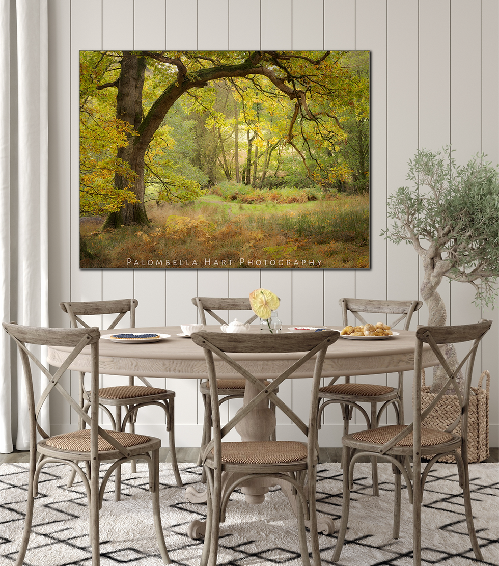 Miniatyrbilde: Autumn Oakland Photograph