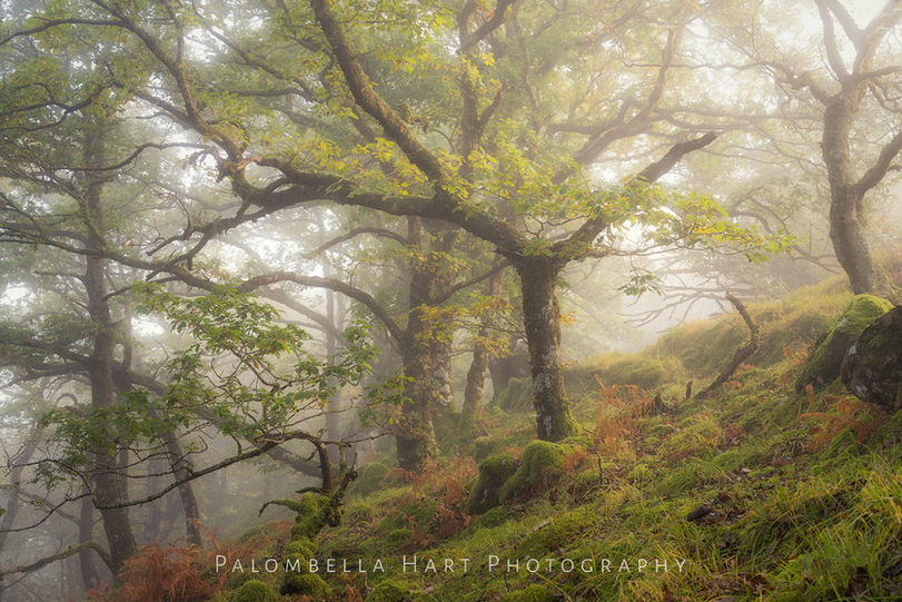 Ethereal Woodland Scene