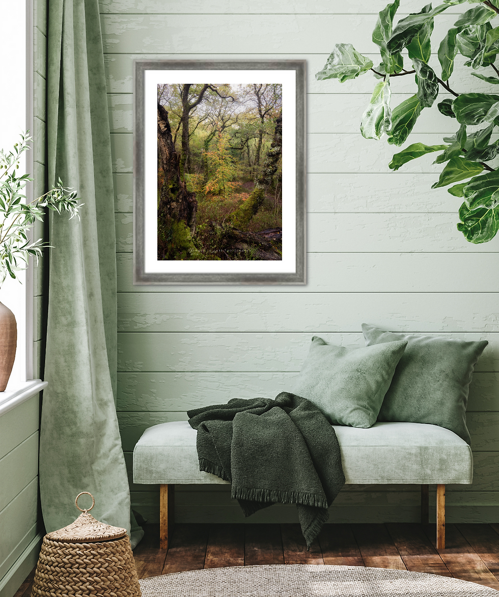 Miniaturbild: Snowdonia Woodland