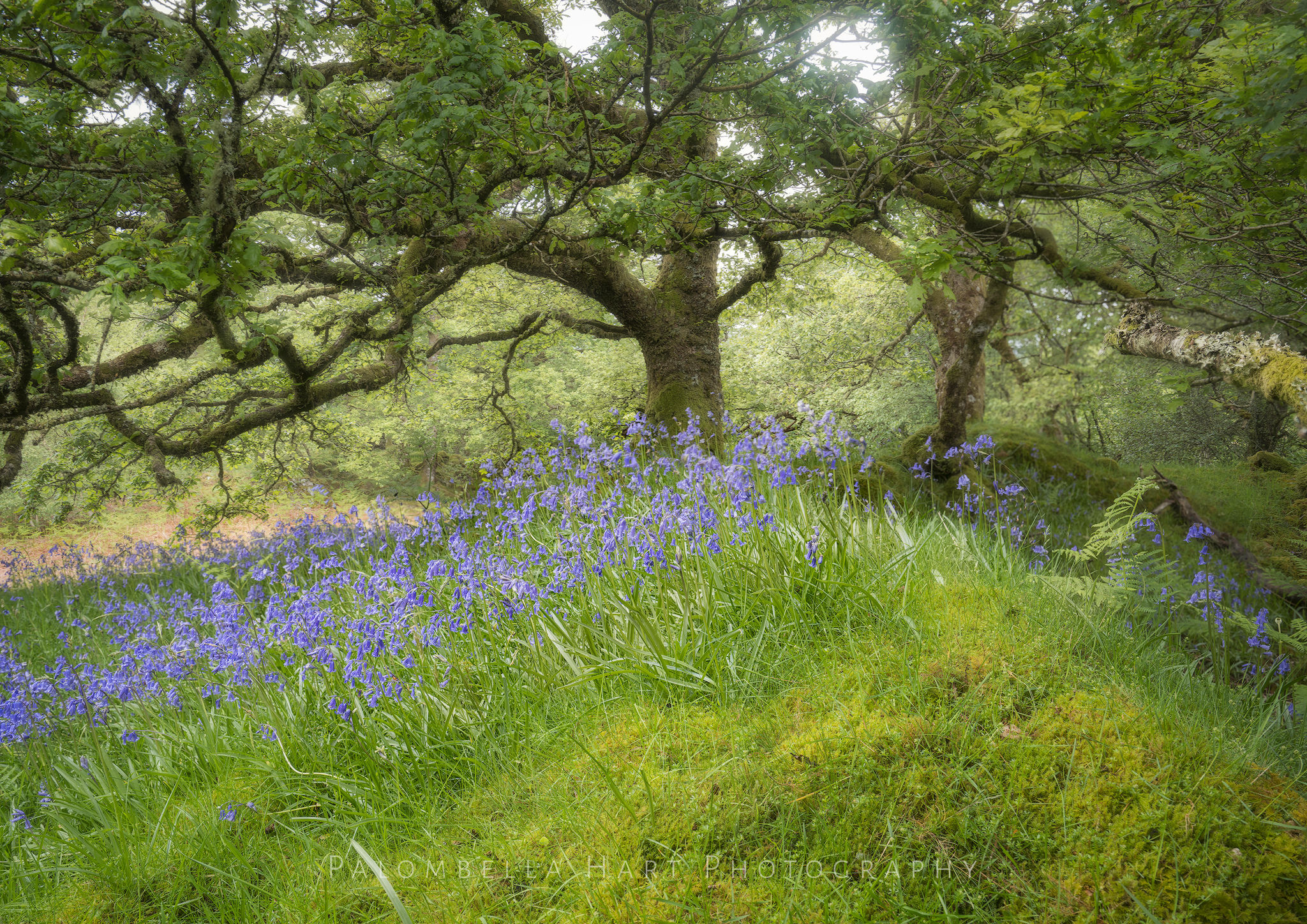 Magical Woodland Scenes Post Card