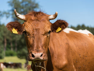 Fasten mit Buttermilch