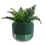Thumbnail: Lush green fern in a stylish, geometrically patterned pot