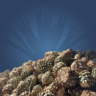 Agave.png