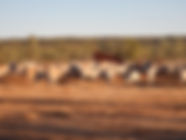 cattle-985300_1280.jpg