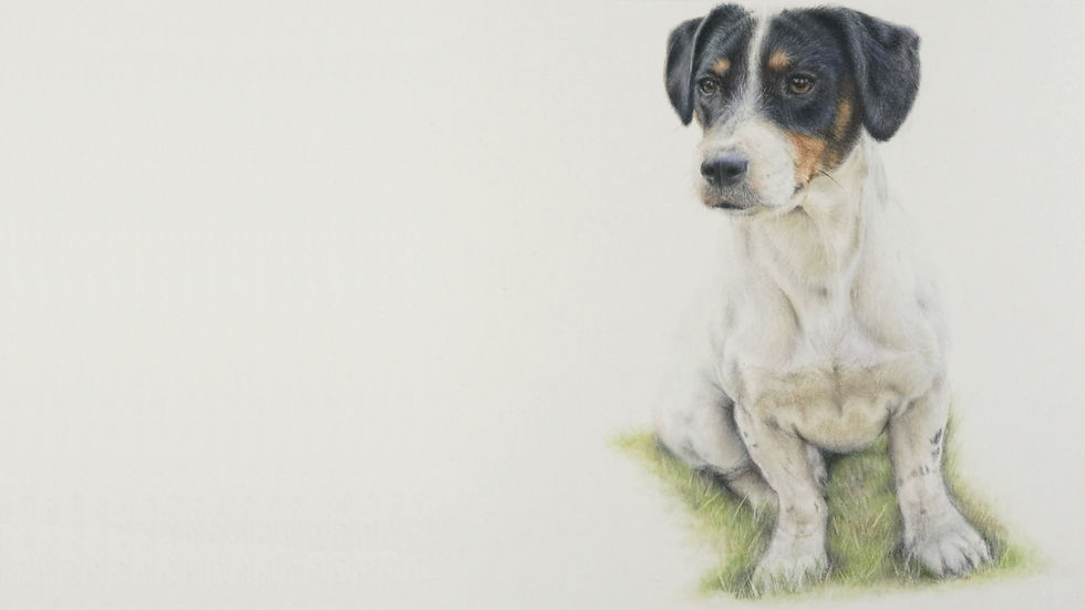 Jack Russell Terrier Thumb.jpg