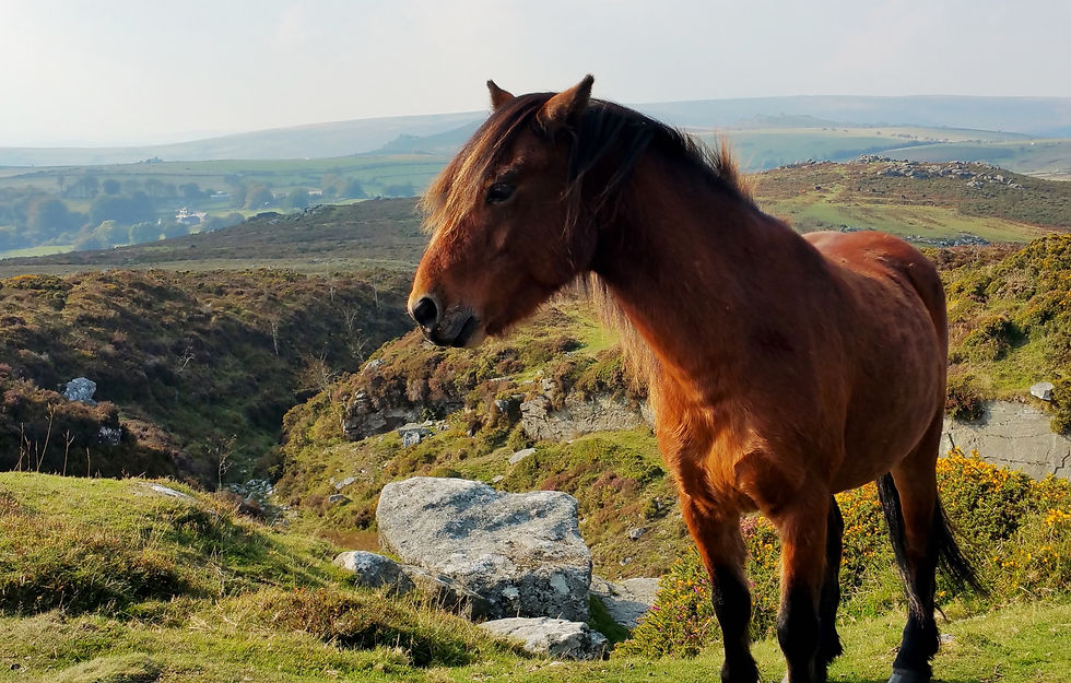 dartmoor pony haytor.jpg