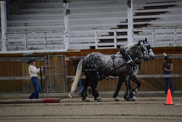 Log Skidding Competition in MT