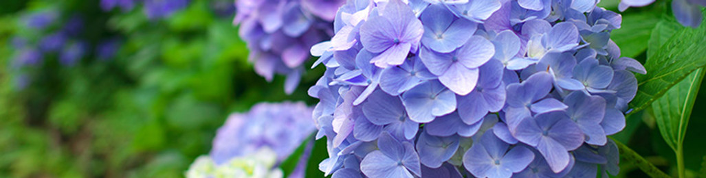 6月 壁紙 紫陽花.jpg