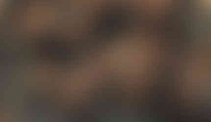 Bucheckern auf dem Boden