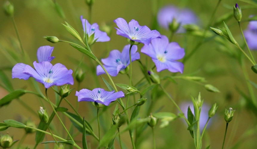 Lein wird auch Flachs genannt und ist eine alte Kulturpflanze