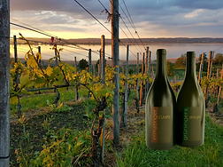 Magnum 1.5l Weinflasche