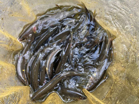 釣果情報