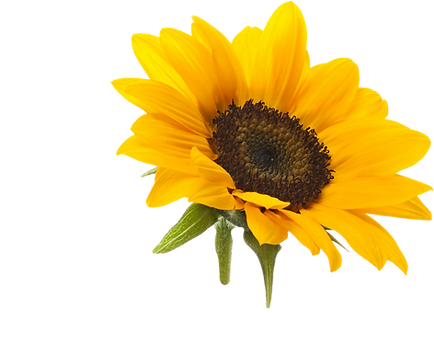 PinClipart_edited_edited.png