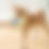 الصورة المصغرة: Pet Plush Toy Cat Dog Puzzle Toy Cute Animals Bite Resistant Interactive Squeaky