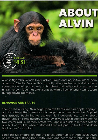 ALVIN THE CHIMP 2.PNG