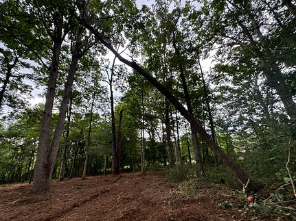 Hazardous tree in the forest leaning against another tree in Gastonia NC
