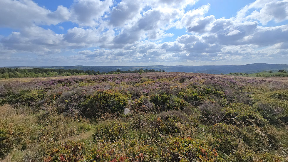 Bronze Age ring cairn on Stanton Moor in the Peak District, viewed west across heather moorland toward a low east horizon
