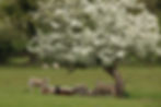 Mature elder tree covered in white blossom in a pasture with sheep, illustrating the flowering of elder around May and early summer.