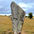 Avenue Stone at Avebury