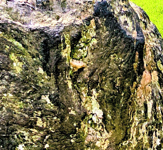 Close up of Blueschist stone at Bryn Celli Ddu Neolithic Chambered Tomb, Anglesey, Wales, UK