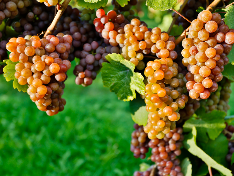 Pinot Grigio, a "uva cinza"