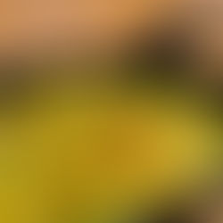 Riso.e.Ria atende somente com delivery até que situação se normalize