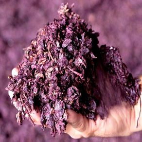 Bagaço do vinho pode dar origem a substâncias benéficas para saúde