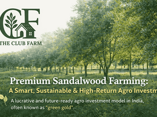 Premium Sandalwood Farming – How to Build Wealth with Property For Sale in Garhmukteshwar