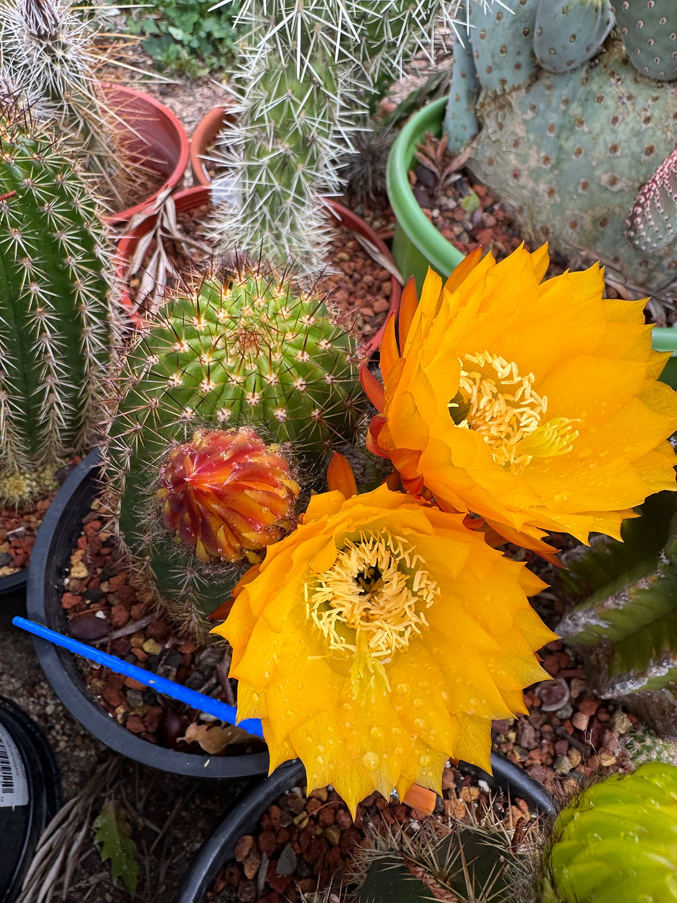 Thumbnail: Echinopsis grandiflora 'Yellow' OP