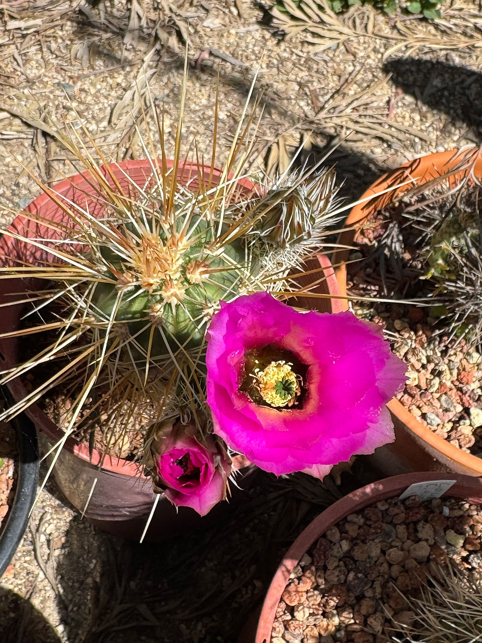 Thumbnail: Echinocereus englemannii