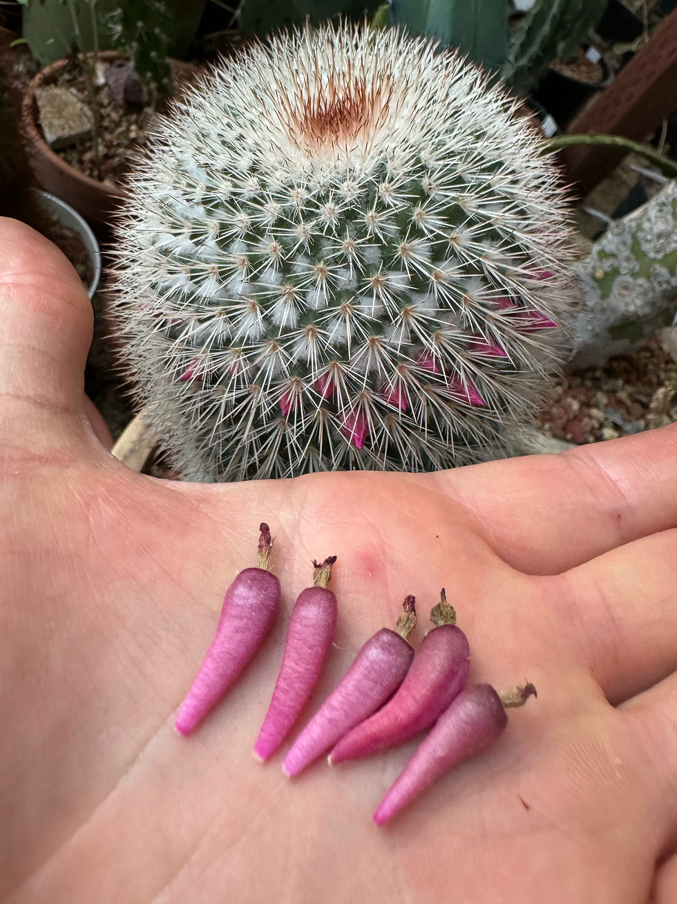 Thumbnail: Mammilaria spinosissima