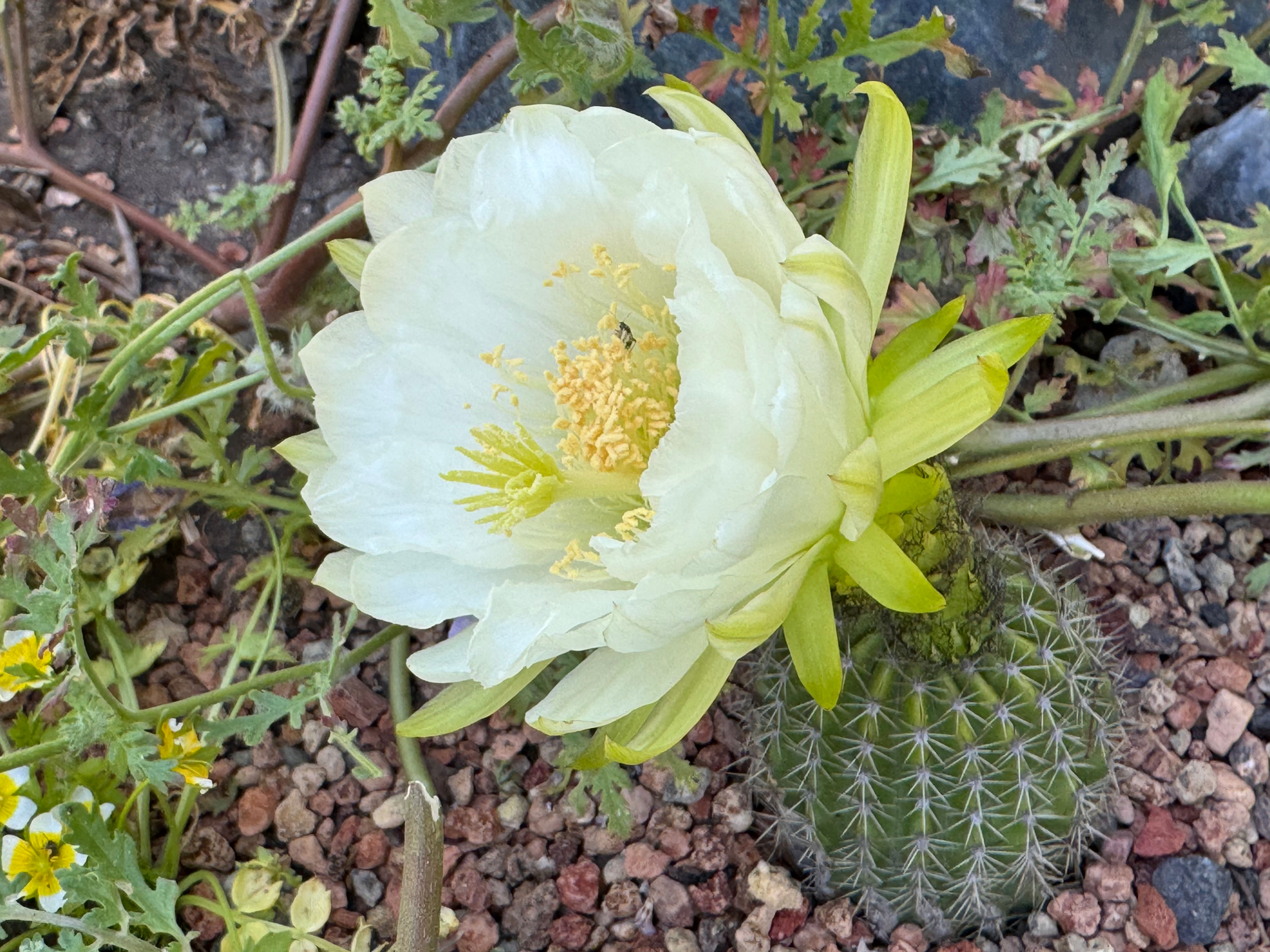 Echinopsis grandiflora 'White' OP