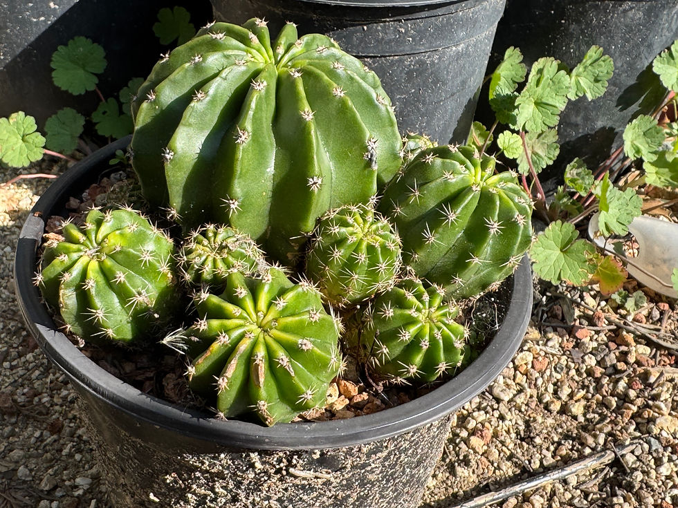 Thumbnail: Echinopsis oxygona OP