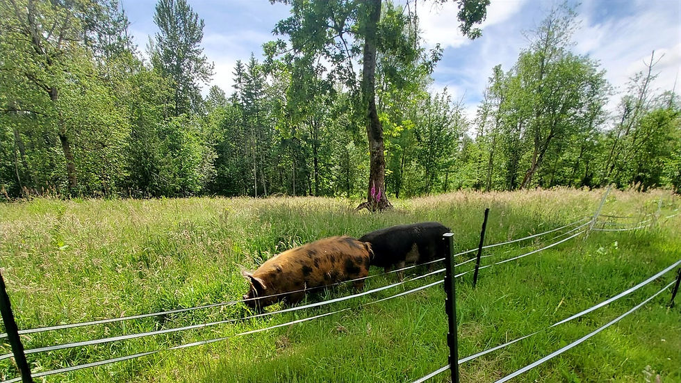 farm-fresh-pork-copper-lillie-acres382nd-street-south