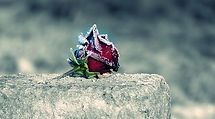 snowy-red-rose-on-tombstone.jpg