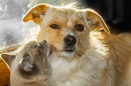 yellow-cat-kissing-yellow-dog.jpg